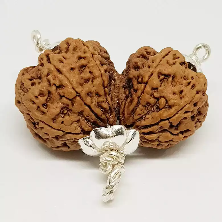Gauri Shankar Premium Rare Rudraksha - Image 6