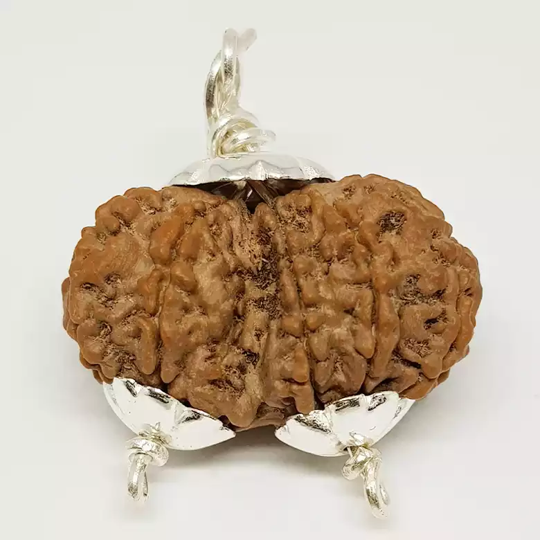 Gauri Shankar Premium Rare Rudraksha - Image 7