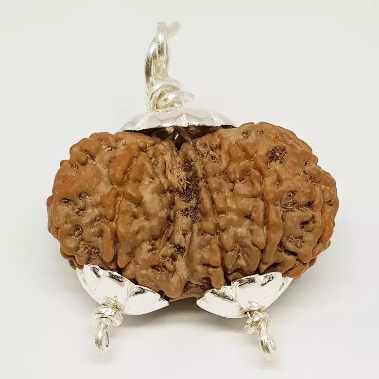 Gauri Shankar Premium Rare Rudraksha - Image 8