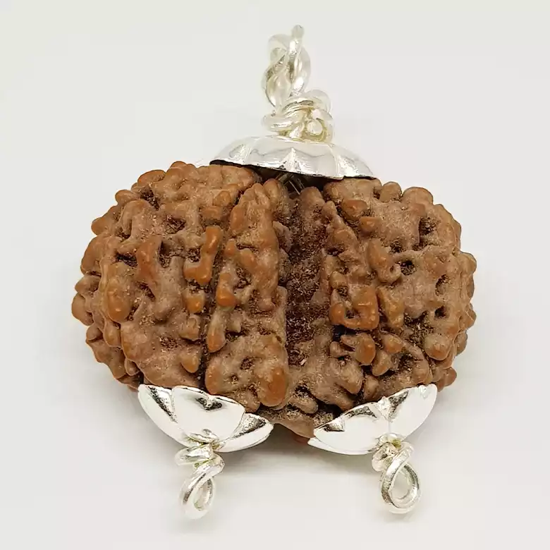 Gauri Shankar Premium Rare Rudraksha - Image 9