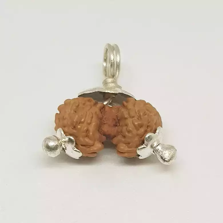 Gauri Shankar Rudraksha - Indonesia - Image 11