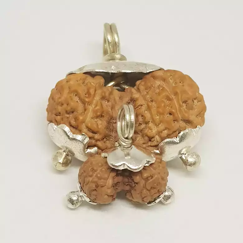 Gauri Shankar Rudraksha - Indonesia - Image 13
