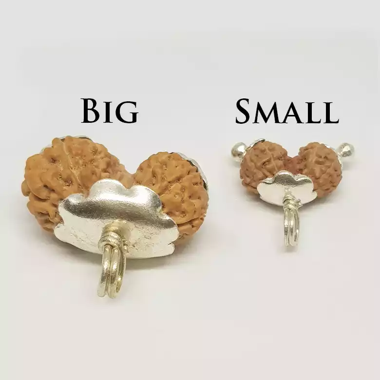 Gauri Shankar Rudraksha - Indonesia - Image 14