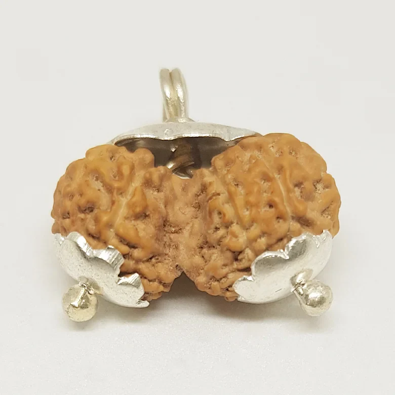 Gauri Shankar Rudraksha - Indonesia - Image 17