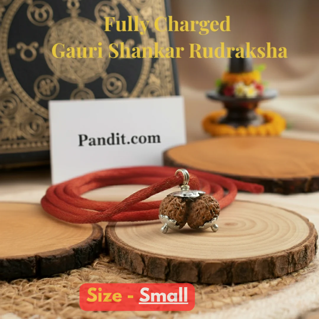 Gauri Shankar Rudraksha - Indonesia - Image 18
