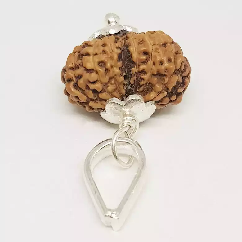 Gauri Shankar Rudraksha - Indonesia - Image 3