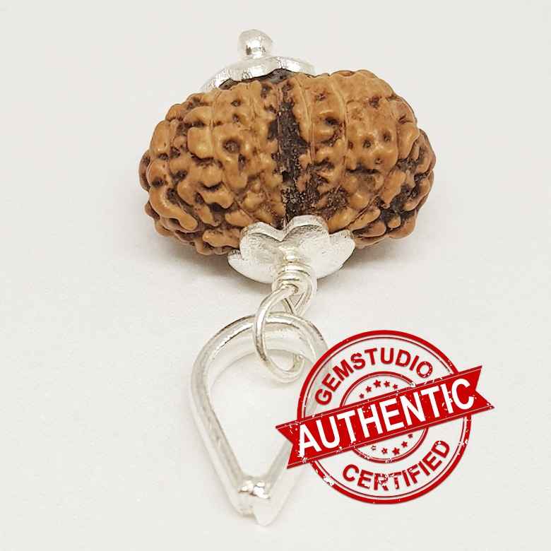 Gauri Shankar Rudraksha - Indonesia - Image 4