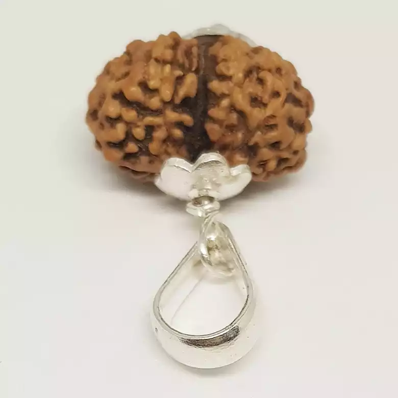 Gauri Shankar Rudraksha - Indonesia - Image 5