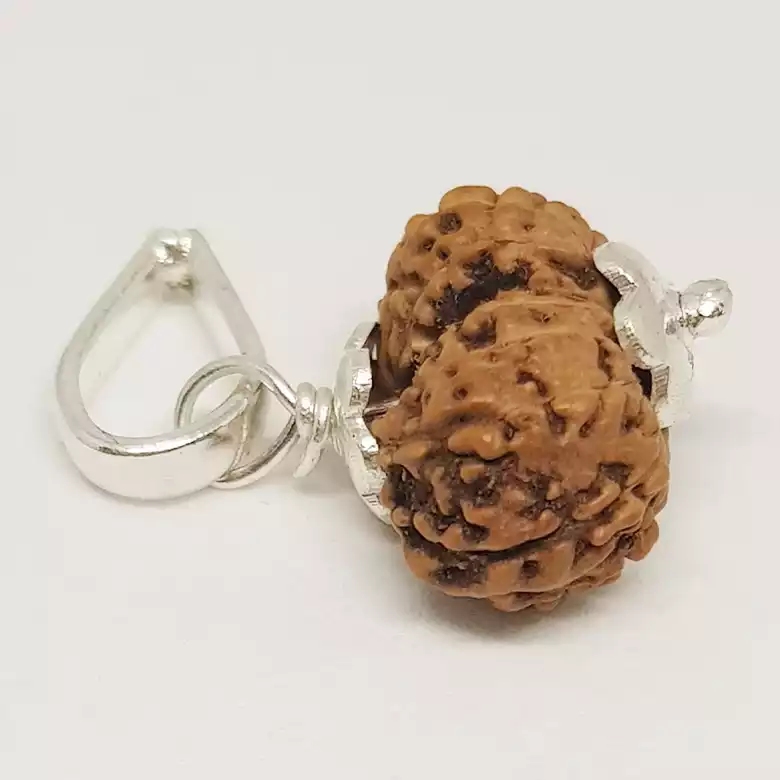 Gauri Shankar Rudraksha - Indonesia - Image 6