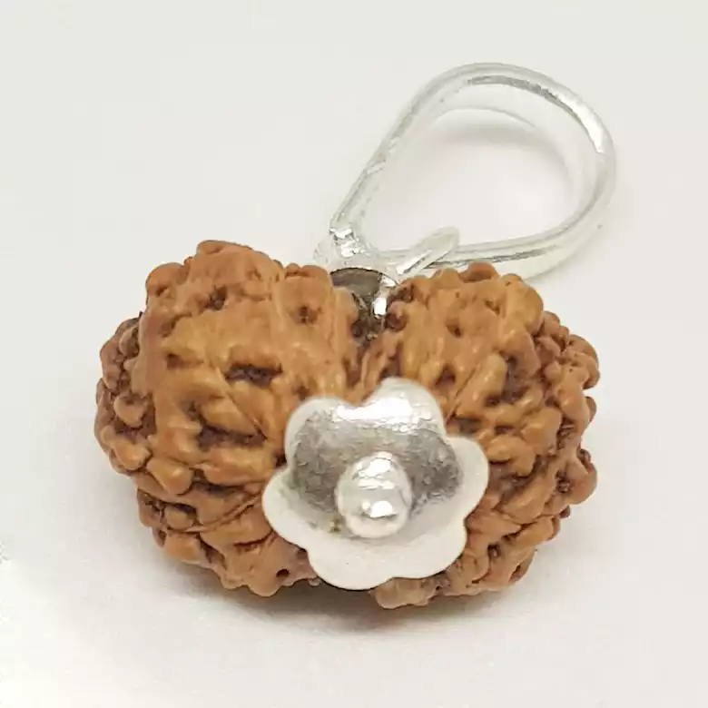 Gauri Shankar Rudraksha - Indonesia - Image 7