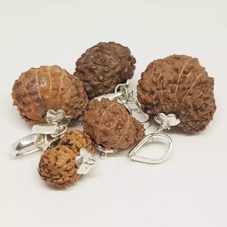 Gauri Shankar Rudraksha - Indonesia - Image 8