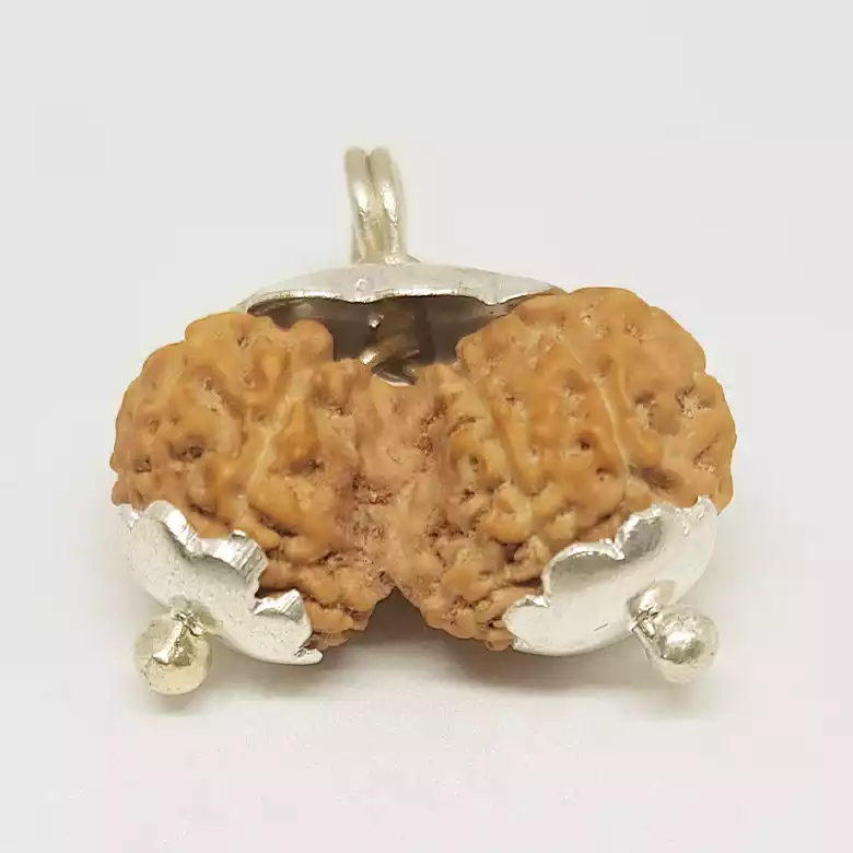 Gauri Shankar Rudraksha - Indonesia - Image 9