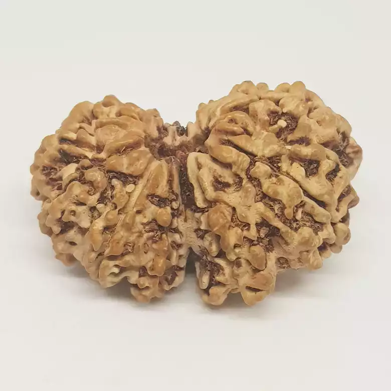Gauri Shankar Rudraksha - Nepal - Image 5