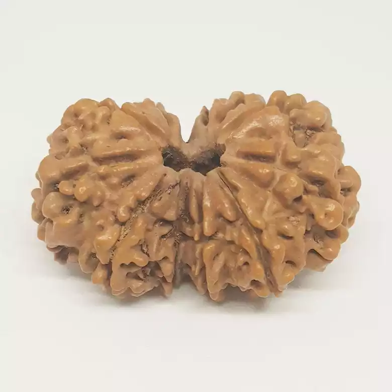Gauri Shankar Rudraksha - Nepal - Image 6