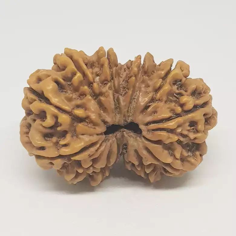 Gauri Shankar Rudraksha - Nepal - Image 8
