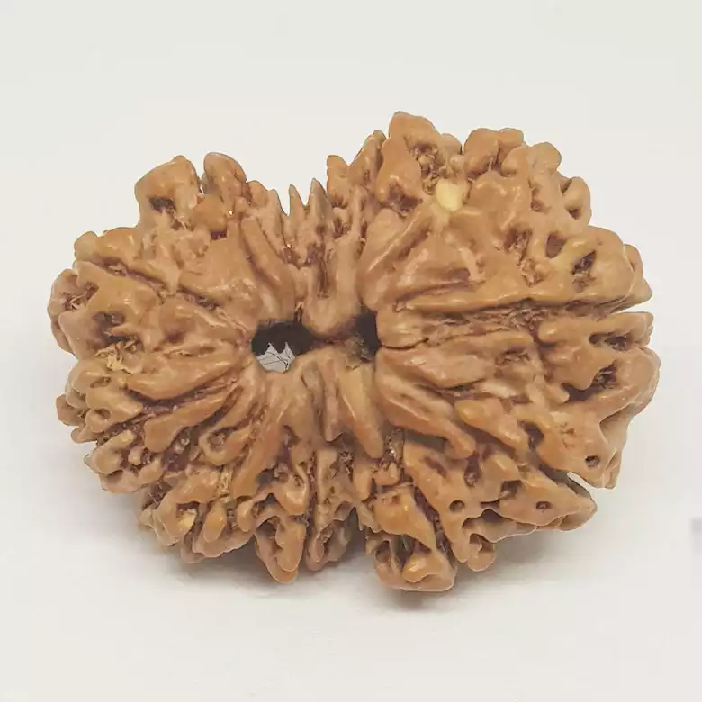 Gauri Shankar Rudraksha - Nepal - Image 9