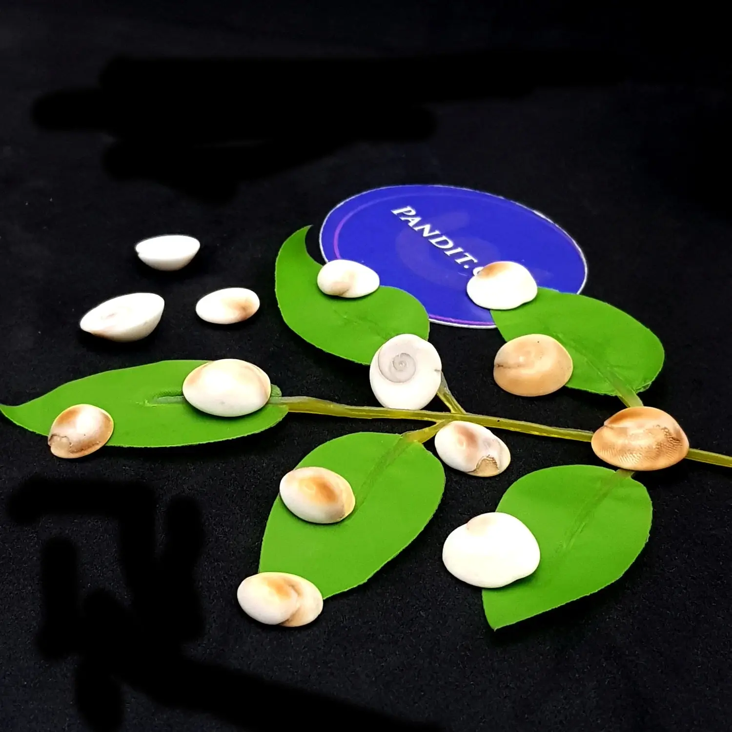 Gomti Chakra - Small - Image 2