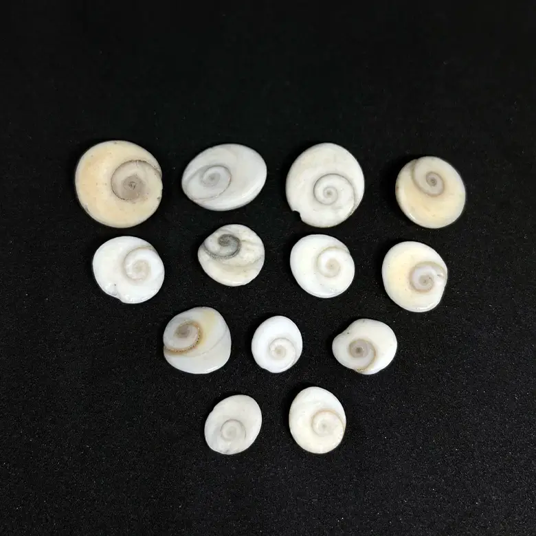 Gomti Chakra - Small - Image 7