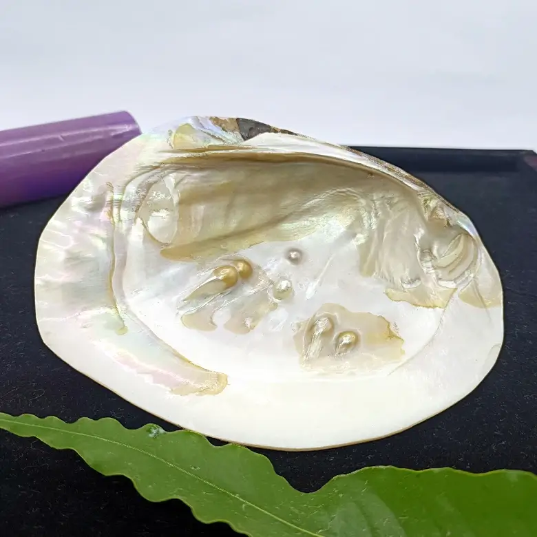 Mother of Pearl Sea Shell - Image 10