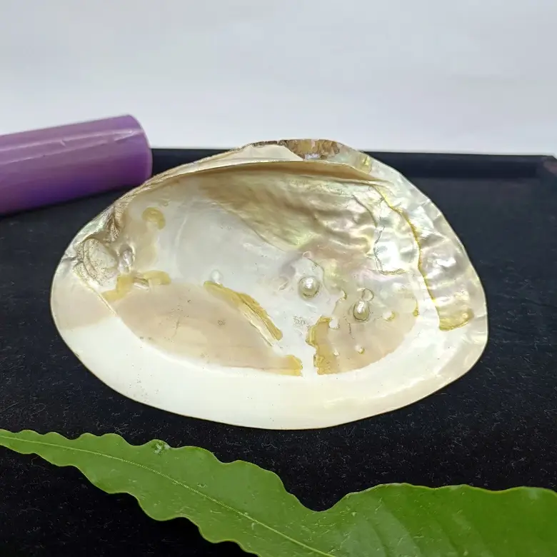 Mother of Pearl Sea Shell - Image 11