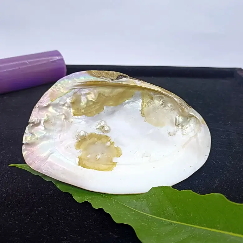 Mother of Pearl Sea Shell - Image 12