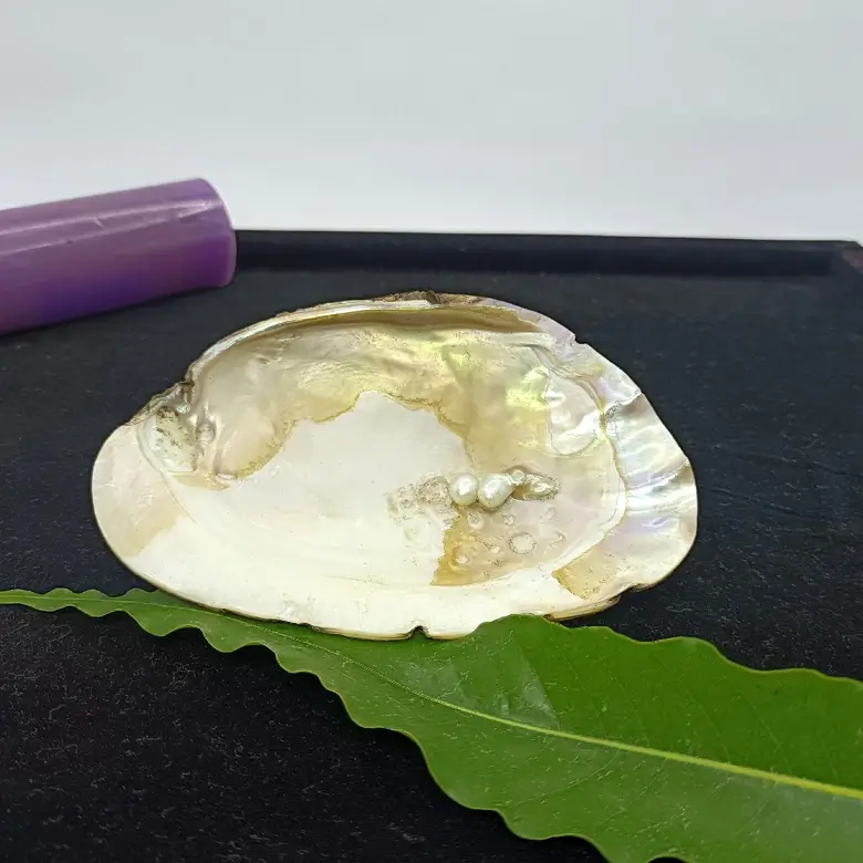 Mother of Pearl Sea Shell - Image 13