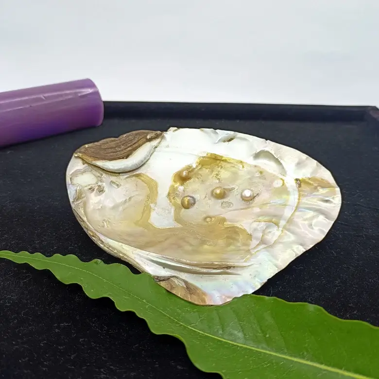 Mother of Pearl Sea Shell - Image 15