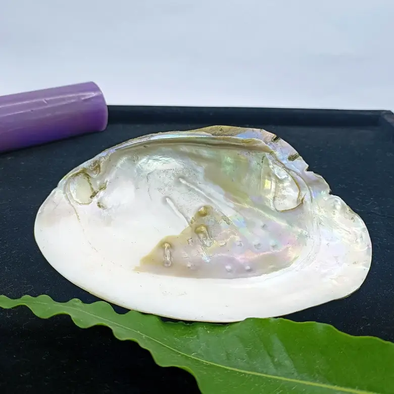 Mother of Pearl Sea Shell - Image 16