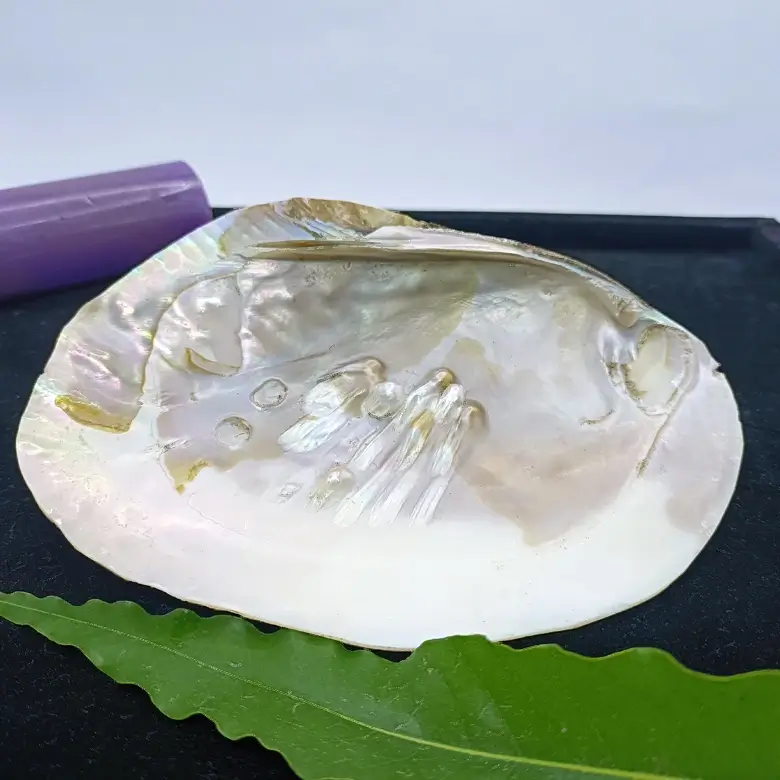 Mother of Pearl Sea Shell - Image 17