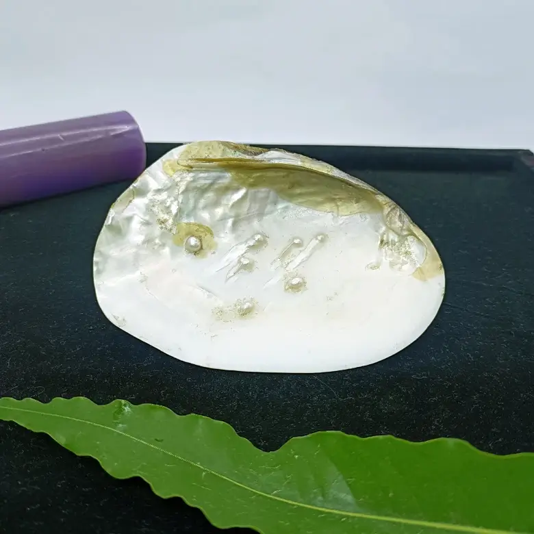 Mother of Pearl Sea Shell - Image 18
