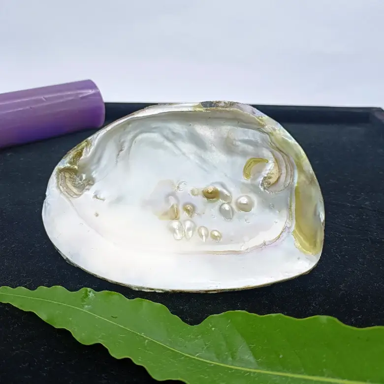Mother of Pearl Sea Shell - Image 19