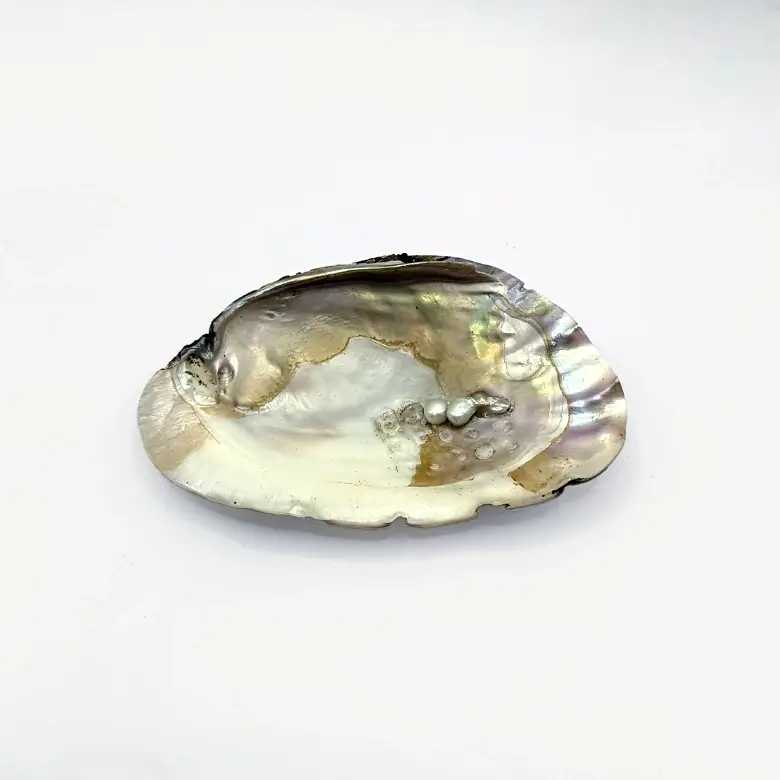 Mother of Pearl Sea Shell - Image 20