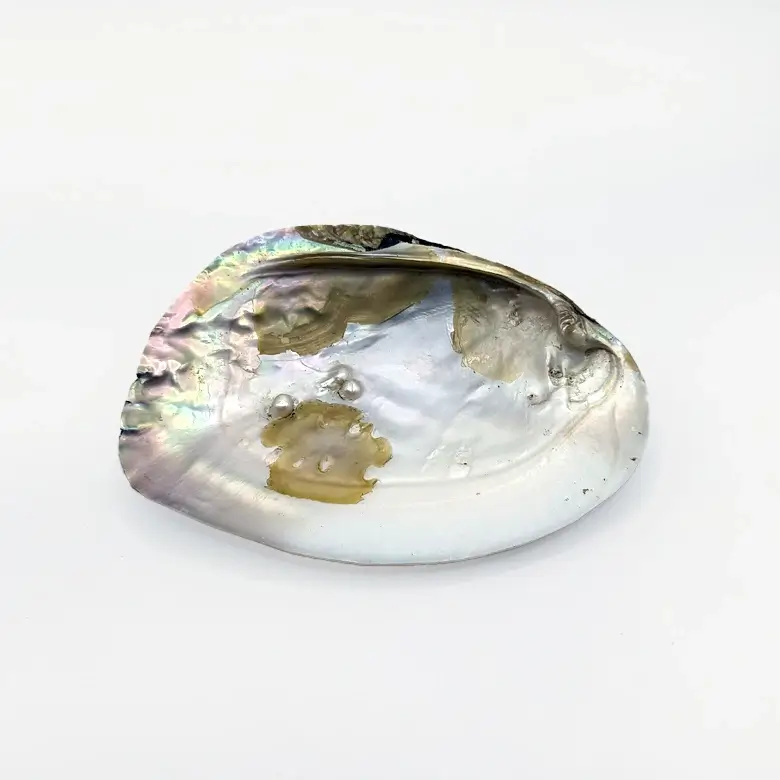 Mother of Pearl Sea Shell - Image 21