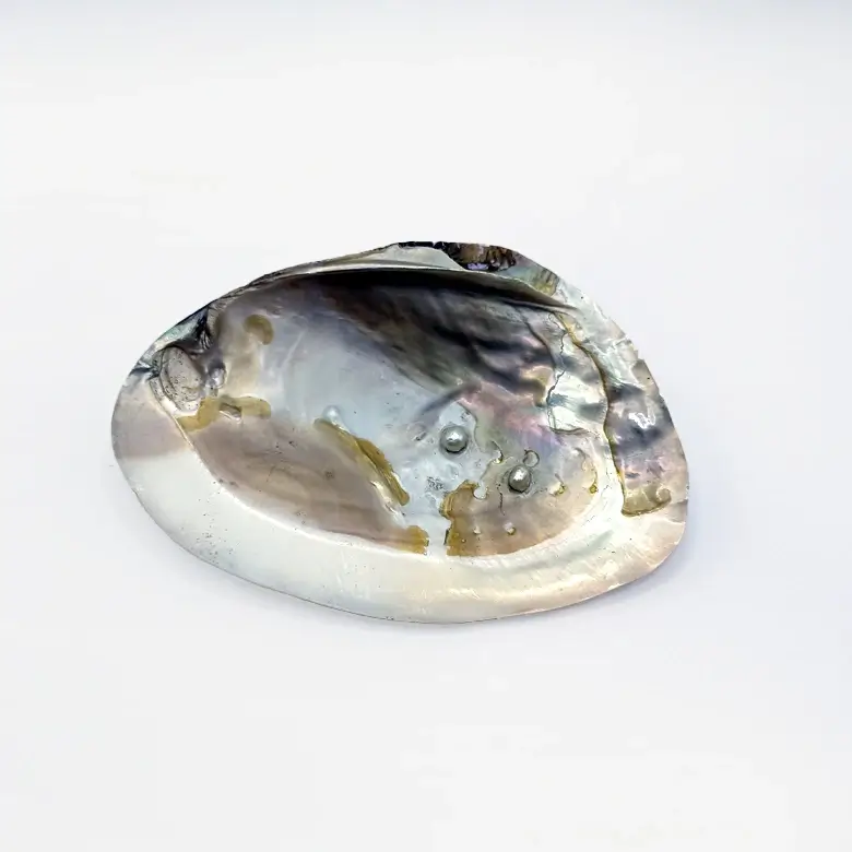 Mother of Pearl Sea Shell - Image 22