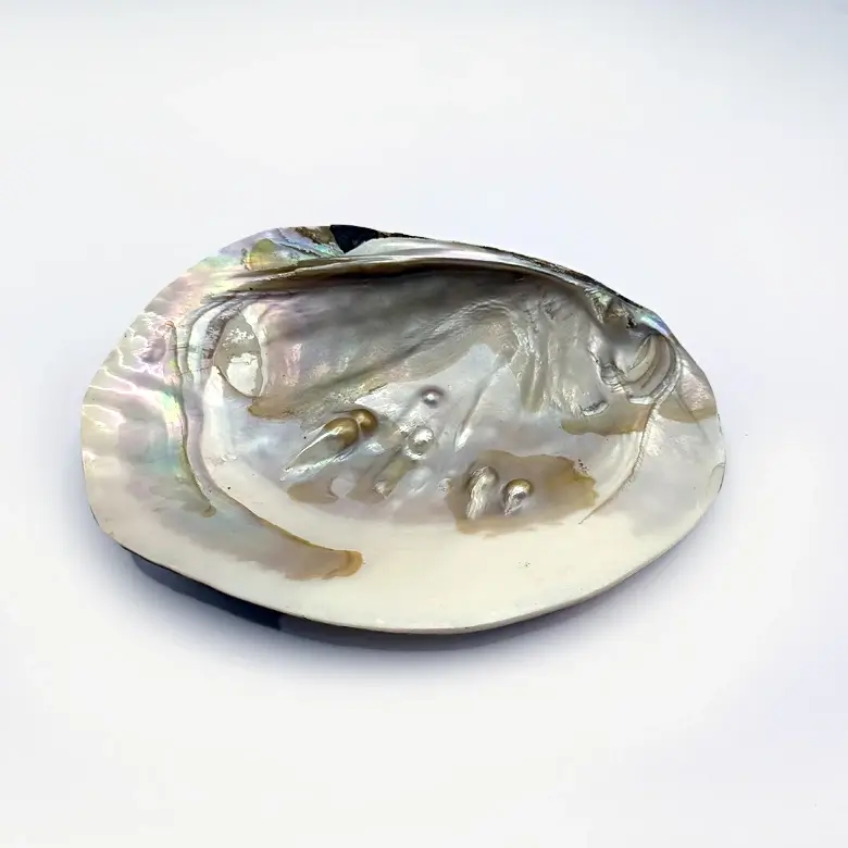 Mother of Pearl Sea Shell - Image 23