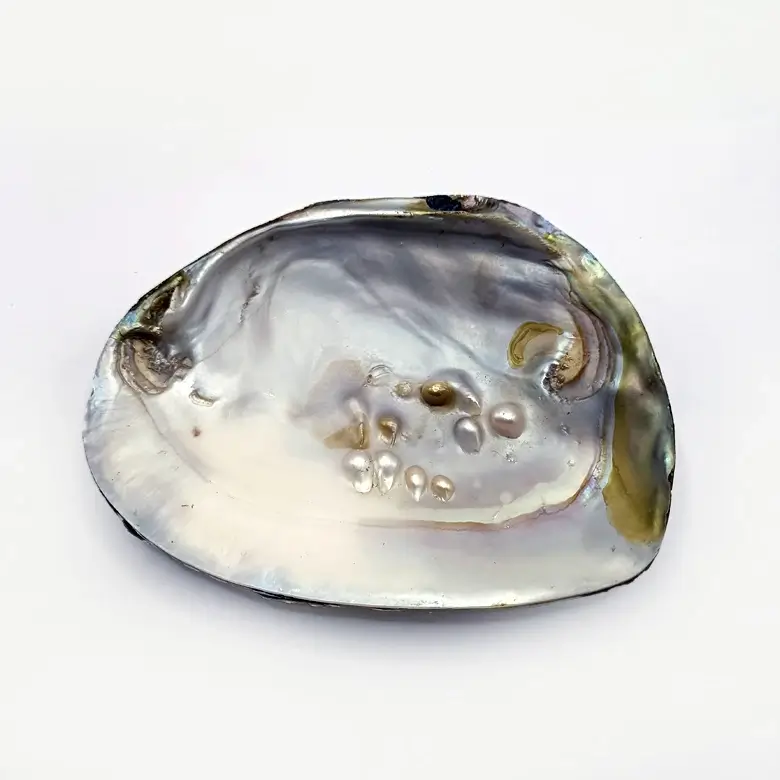 Mother of Pearl Sea Shell - Image 3