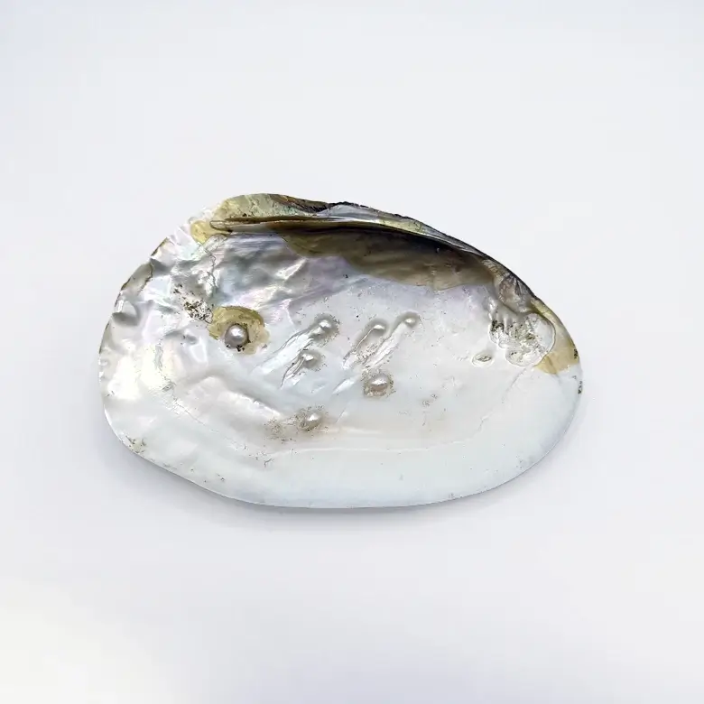 Mother of Pearl Sea Shell - Image 4