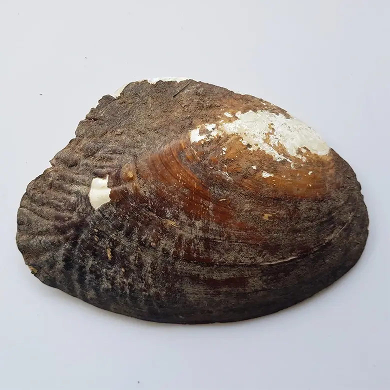 Mother of Pearl Sea Shell - Image 5