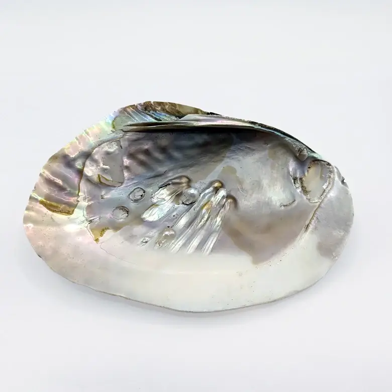 Mother of Pearl Sea Shell - Image 6