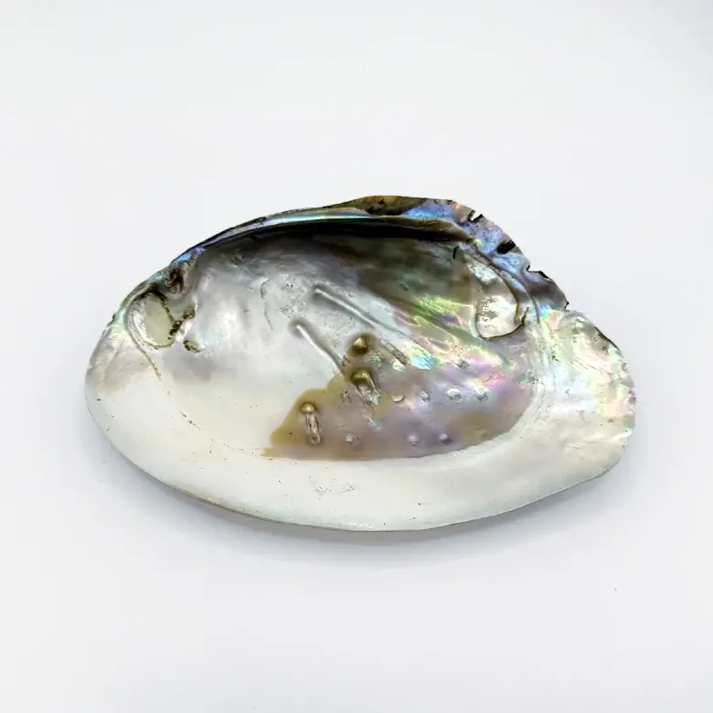 Mother of Pearl Sea Shell - Image 7