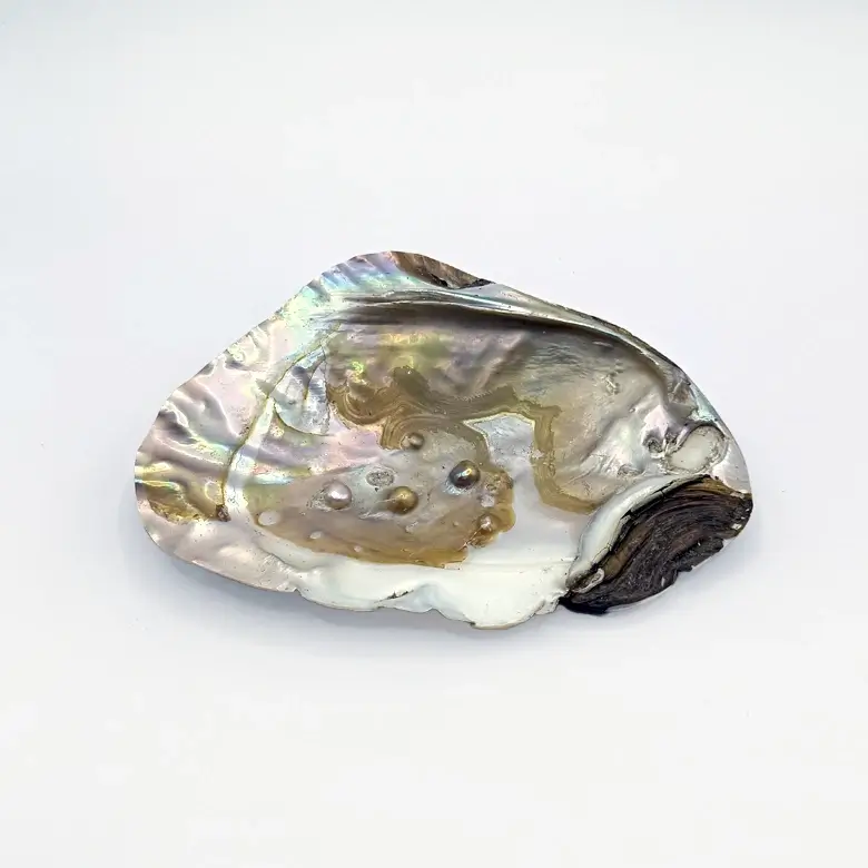 Mother of Pearl Sea Shell - Image 8