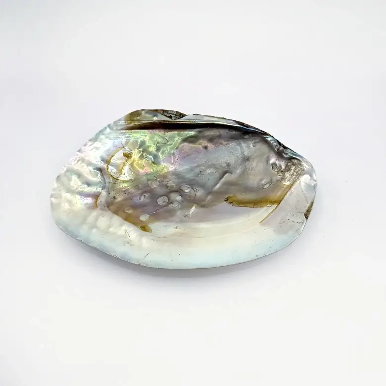 Mother of Pearl Sea Shell - Image 9
