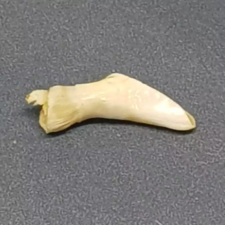 Natural Ketu Mukta Mani - Image 5