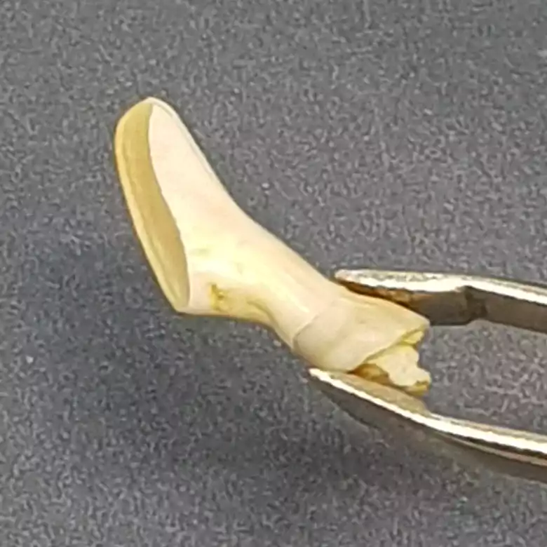 Natural Ketu Mukta Mani - Image 9