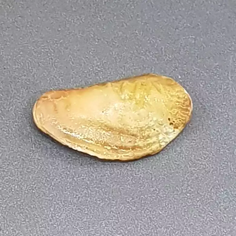 Natural Shukra Mani - Image 10