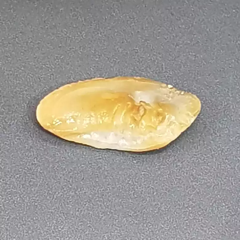 Natural Shukra Mani - Image 6