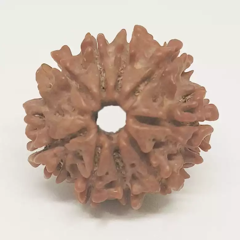 Nine Mukhi Premium Rare Rudraksha - Image 11