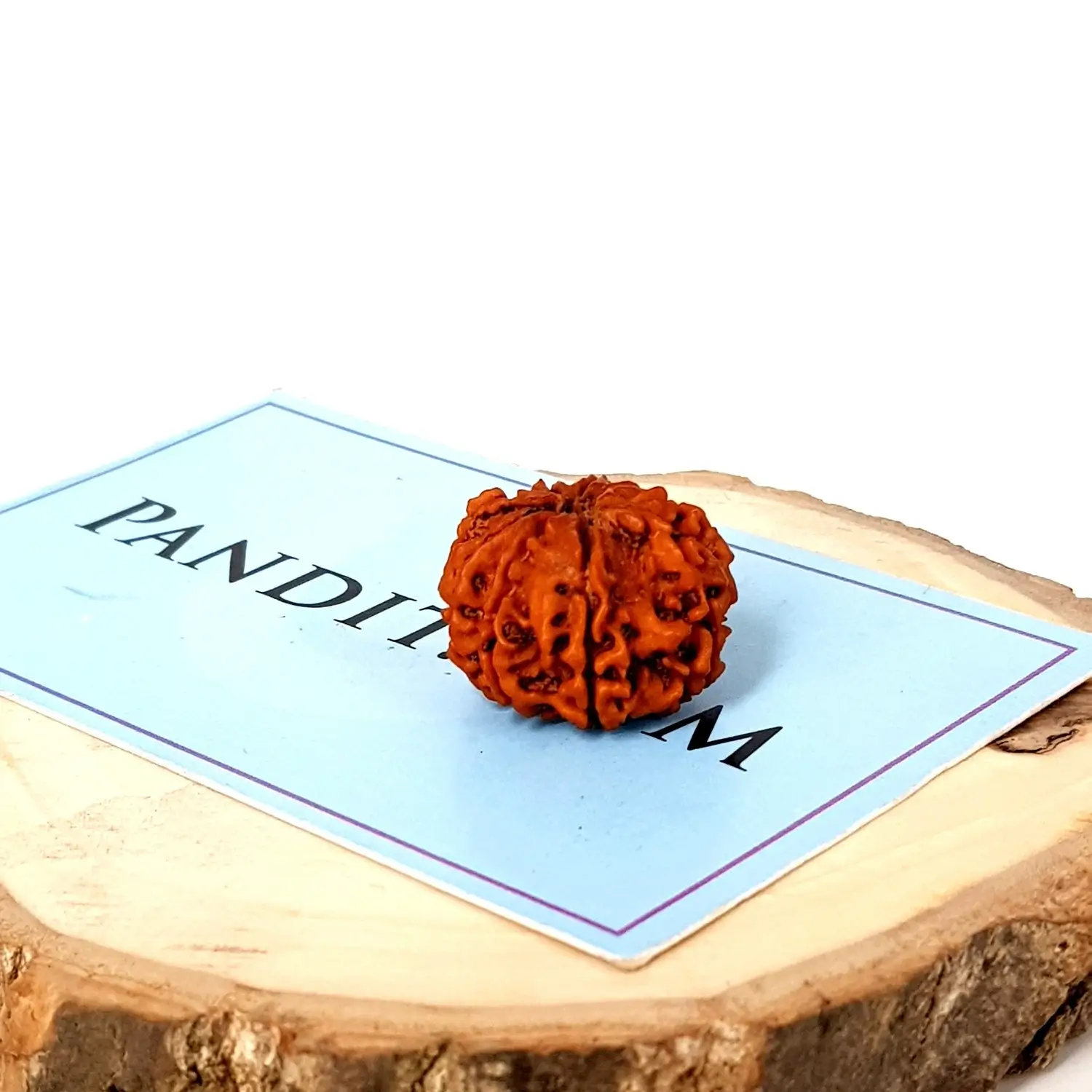 Nine Mukhi Premium Rare Rudraksha - Image 3