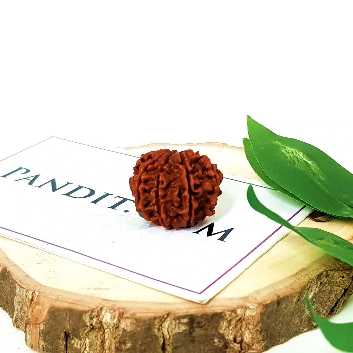 Nine Mukhi Premium Rare Rudraksha - Image 4