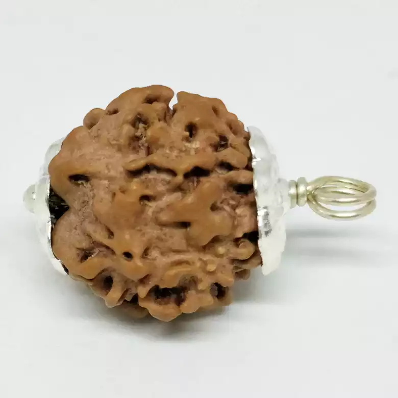 Nirakar Rudraksha - Nepal - Image 6